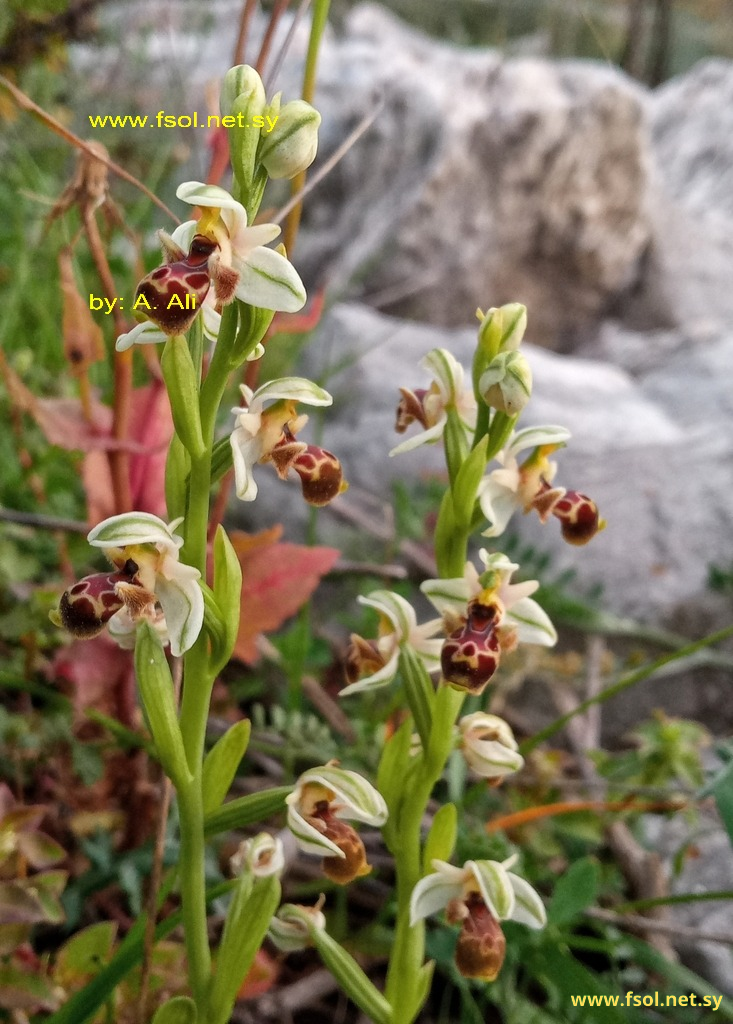 Ophrys umbilicata Desf.